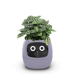 IvyBot Robot: Innovative Connected Plant Companion