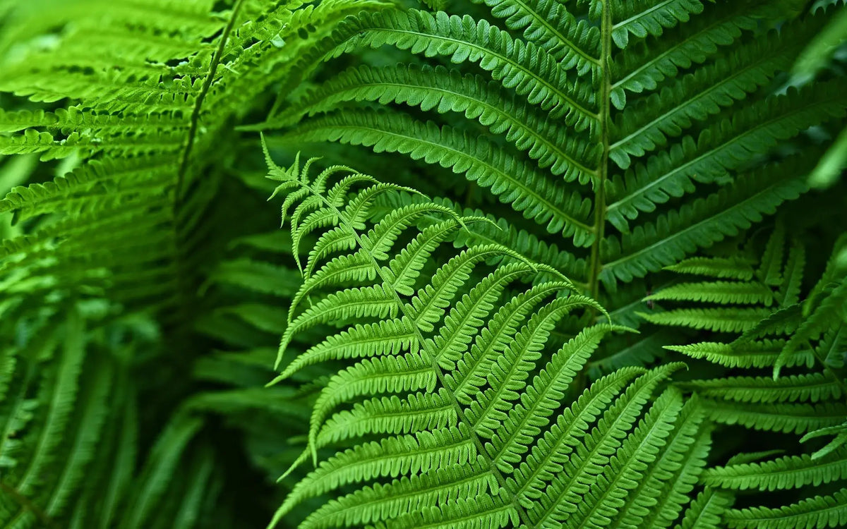 Outdoor UV-Resistant Lifelike Boston Fern