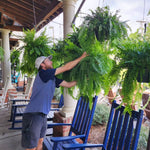 Outdoor UV-Resistant Lifelike Boston Fern