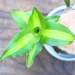 Brazilian Wood Lucky Air Purifier