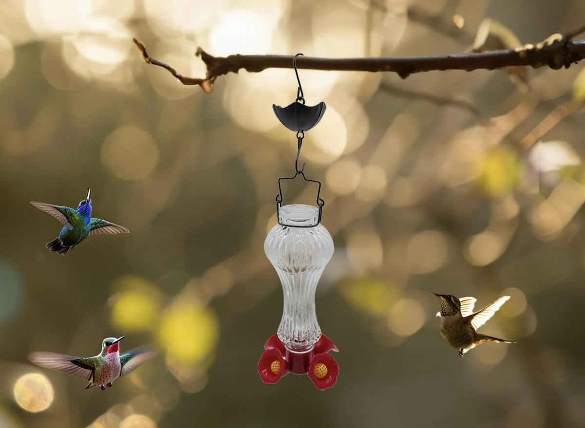 Mangeoire colibri en verre anti-fourmis