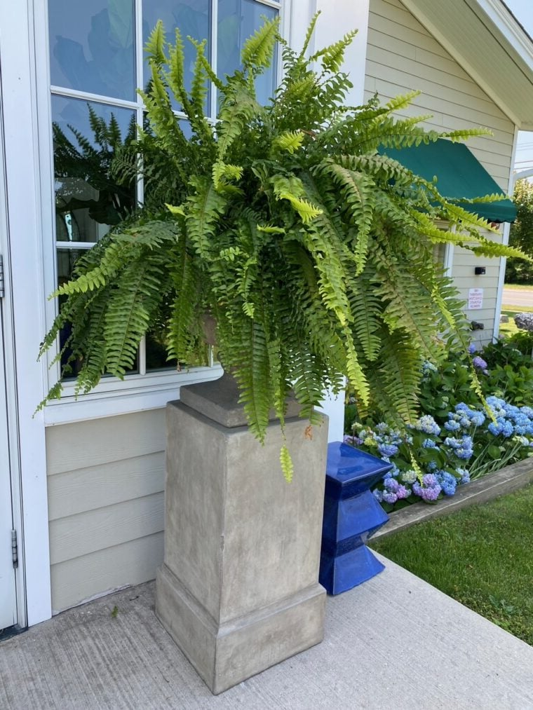 Outdoor UV-Resistant Lifelike Boston Fern