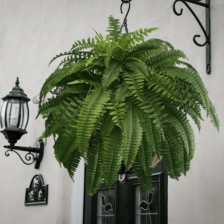 Outdoor UV-Resistant Lifelike Boston Fern