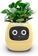 IvyBot Robot: Innovative Connected Plant Companion