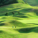 Fast-Grow Green Grass Seed Mat