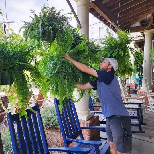 Artificial UV Boston Fern for Outdoor