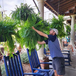 Artificial UV Boston Fern for Outdoor