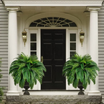 Outdoor UV-Resistant Lifelike Boston Fern