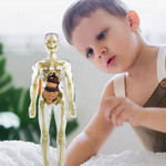 Children's 3D Human Torso Anatomy Model