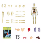 Children's 3D Human Torso Anatomy Model