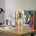 Children's 3D Human Torso Anatomy Model