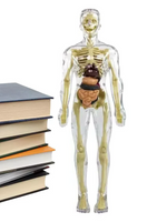 Children's 3D Human Torso Anatomy Model