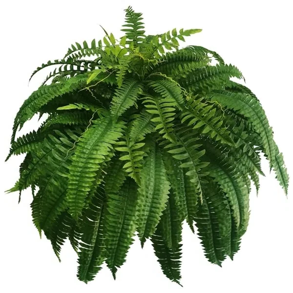 Outdoor UV-Resistant Lifelike Boston Fern