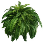 Outdoor UV-Resistant Lifelike Boston Fern