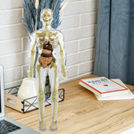 Children's 3D Human Torso Anatomy Model