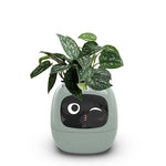 IvyBot Robot: Innovative Connected Plant Companion